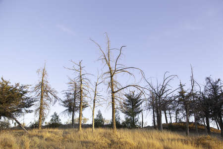 Dead trees in a forest, still life