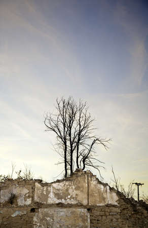 Tree among ruins, detail of a dead tree in ruinsの写真素材