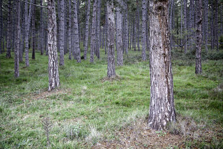 Forest trees, deep in a forest full of trees, natureの写真素材