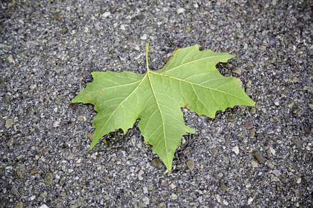 Sheet on the floor, detail of a dry time on the ground, cold autumnの写真素材