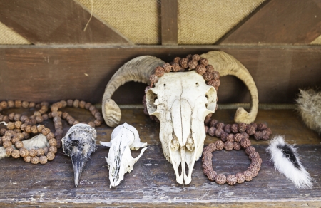 Skulls of animals, detail of a dead animals, skulls for ritual witchcraftの写真素材
