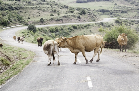 Cows farm detail of mountain grazing animals, animal husbandryの写真素材