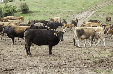 Cows in the mountains, detail of a wild animal, livestock and animal husbandryの写真素材