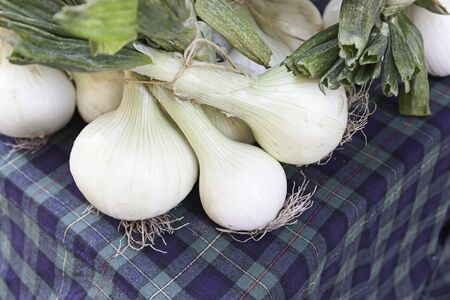 Fresh onions, detail of a freshly picked vegetables, food healthy, healthy food