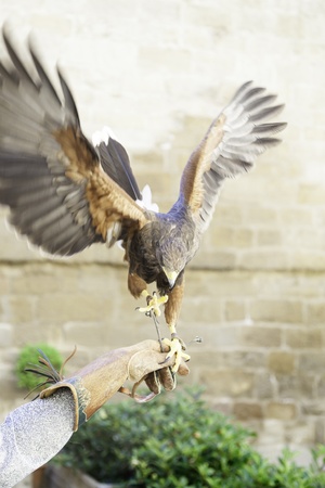 Eagle falconry, detail from a wild bird in captivity, animal of prey