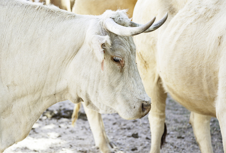 Cows on a farmyard, detail of some mammals on a farm in Spain, animal meat productionの写真素材