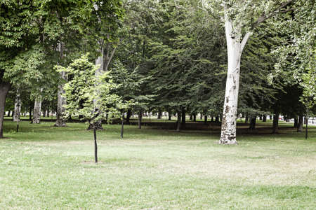 Forest with trees, detail from a forest in the mountains, nature and life, greenの写真素材