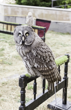 Owl on display, detail from a wild bird in captivity, animal beautifulの写真素材