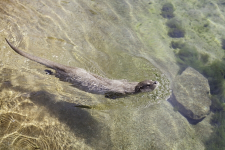 Otter resting on a rock, closeup of a wild animal in a pond in a zoo in the cityの写真素材