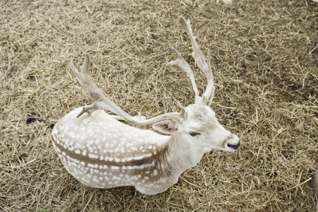 Adult deer horns, mammal detail , beauty and wildlifeの写真素材