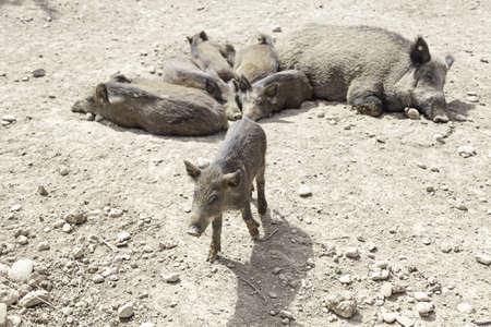Herd of wild pigs, detail of mammals in captivity, animal farmingの写真素材