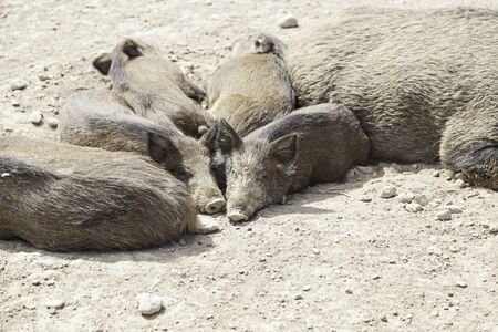 Pigs livestock, animal husbandry, detail of mammals for human consumptionの写真素材