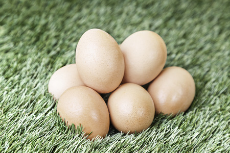 Eggs in the grass, detail of a fresh chicken eggs on a farm, nature and foodの写真素材
