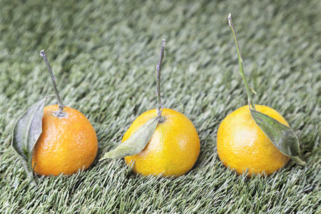 Mandarins in the grass, detail of a fresh and sweet fruit, healthy lifestyle foodの写真素材