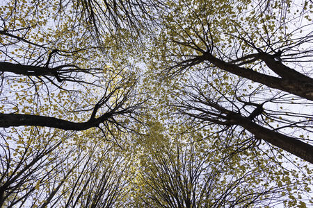 Trees and sky detail of glasses of trees in nature, life in the woods