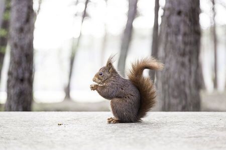 Wild squirrel eating nuts, detail of a wild animal in the forest, feeding on nuts