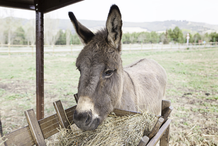 Donkeys eating mammals detail on a farm feeding, petsの写真素材
