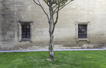 Tree trunk in a medieval courtyard, detail of a tree on a lawn, historic courtyardの写真素材