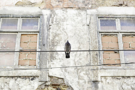 Dove in light cables, detail of a bird perched on electrical wiresの写真素材