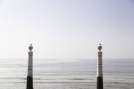 Seagull perched on a post in the sea, detail of a bird that lives in the sea, wild and free animal, beachの写真素材