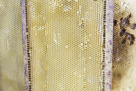 Beehive, detail of a beehive with honey, nature food