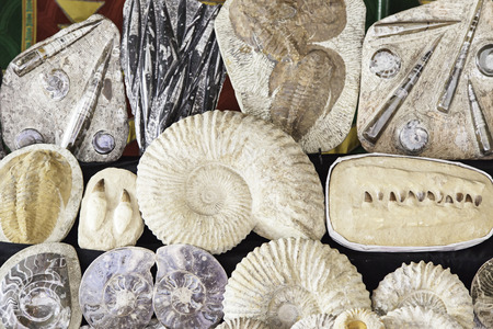 Fossils in an old market, detail of a fossil stone, classical archeologyの写真素材