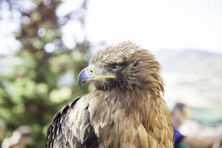 Wild eagle in captivity, detail of a dangerous bird, animal powerの写真素材