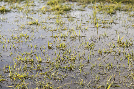 Grass in a pond, detail of a field in natureの写真素材