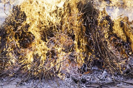 Fire wood embers, detail of a fire to grillの写真素材