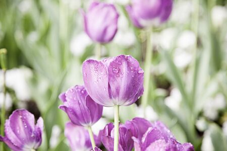Tulips in a garden, detail of a flower color, natureの写真素材