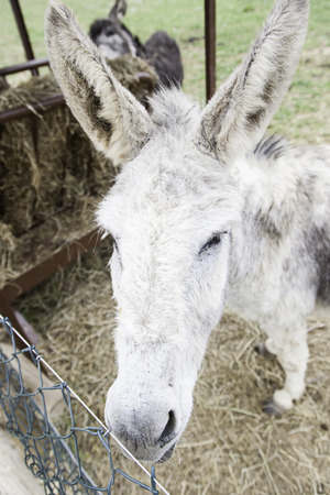 Donkey on a farm, detail of a domestic mammalの写真素材