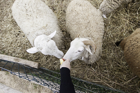 Sheep on a farm, detail of a mammal, farm animal, woolの写真素材