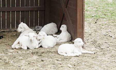 Sheep on a farm, detail of a mammal, farm animal, woolの写真素材