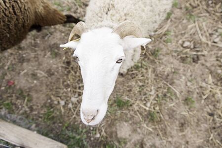 Sheep on a farm detail of a mammal farm animal woolの写真素材