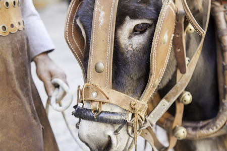 Donkey head, detail mammal animal farmの写真素材