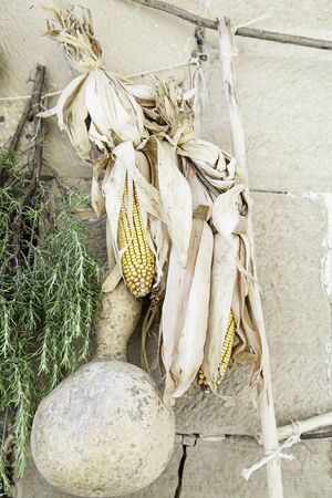 Dried corn and pumpkin, detail dry foodの写真素材