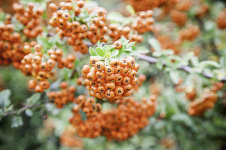 Red berries, detail of fruits of a bush in a forestの写真素材