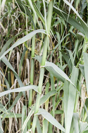 Bamboo plants, detail of nature