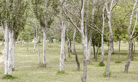 Trees in a forest, detail of a wild boque, nature