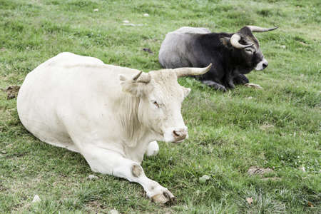 Two oxen, detail of a mammal on a farmの写真素材