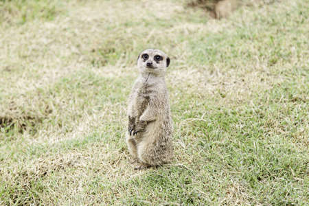 Meerkat in the wild, wild animal detailの写真素材