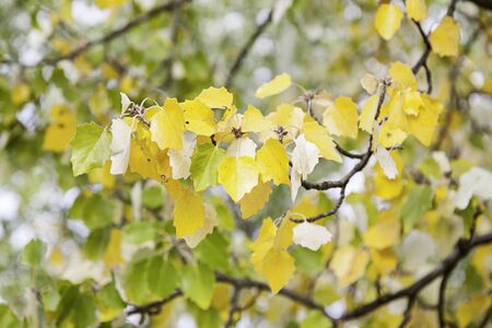 Yellow leaves in autumn, detail yellow autumn season