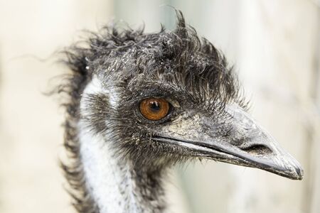 Ostrich head, detail of a giant bird, wild animalの写真素材