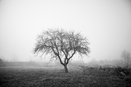 Dry tree in the mist, detail from a tree in the field, cold and fogの写真素材