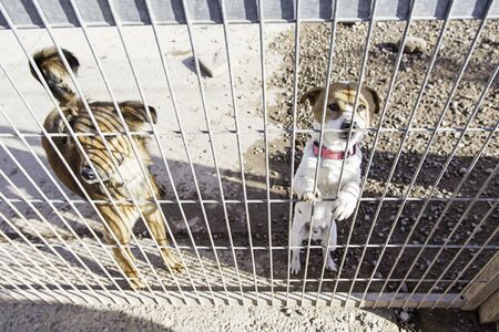 Abandoned dog and caged animal abuse and neglect