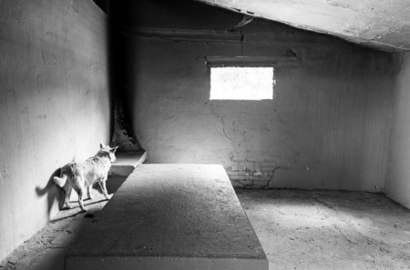 Abandoned dog, detail of an animal in the streetの写真素材