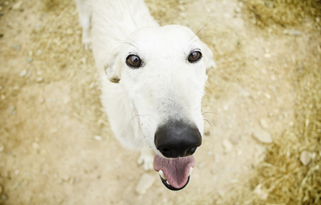 Happy Greyhound, detail of a happy dog, petsの写真素材