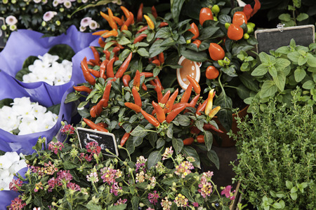 Plant red chillies, fresh vegetable detailの写真素材