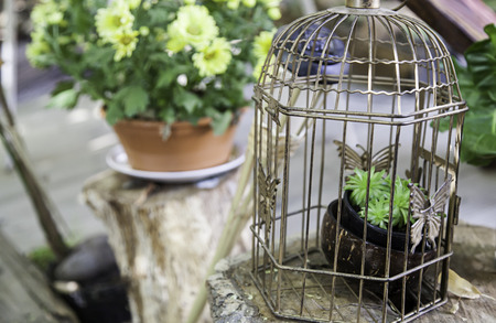 Potted plants, detail of a plant on a facadeの写真素材