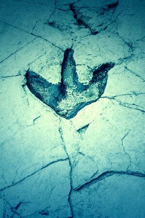 Ancient dinosaur footprint in stone, animalsの写真素材